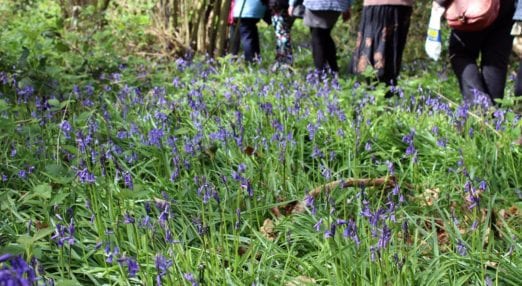 Bethlem bluebells with people