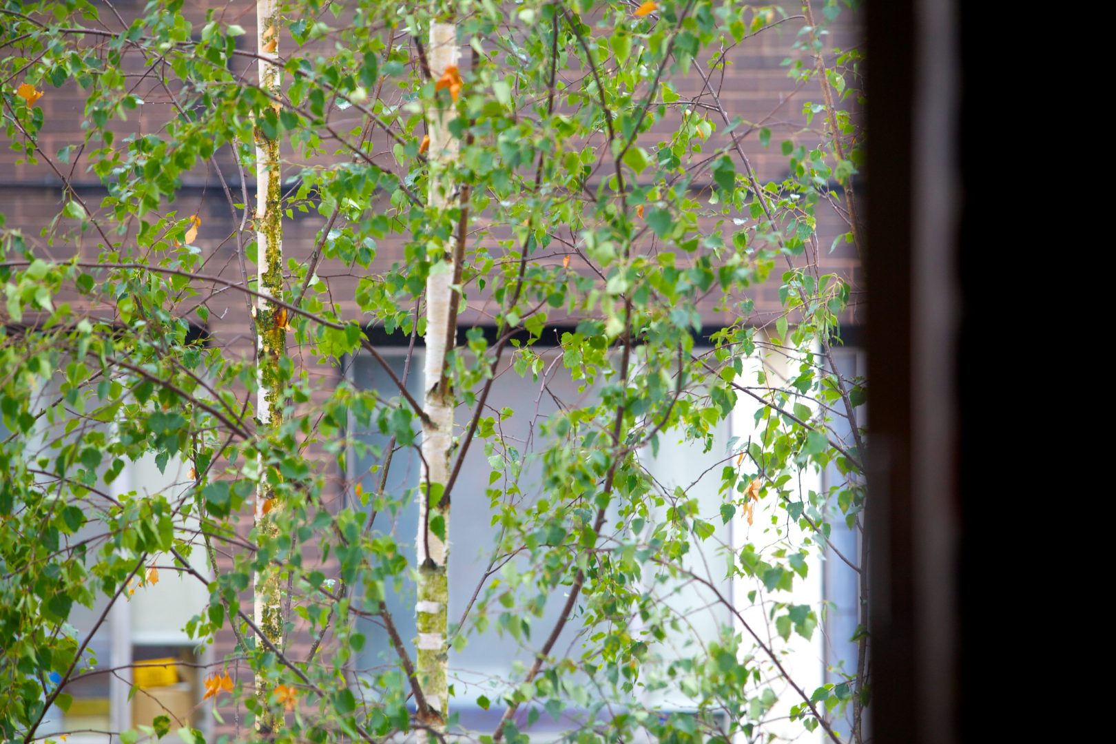 ORTUS trees
