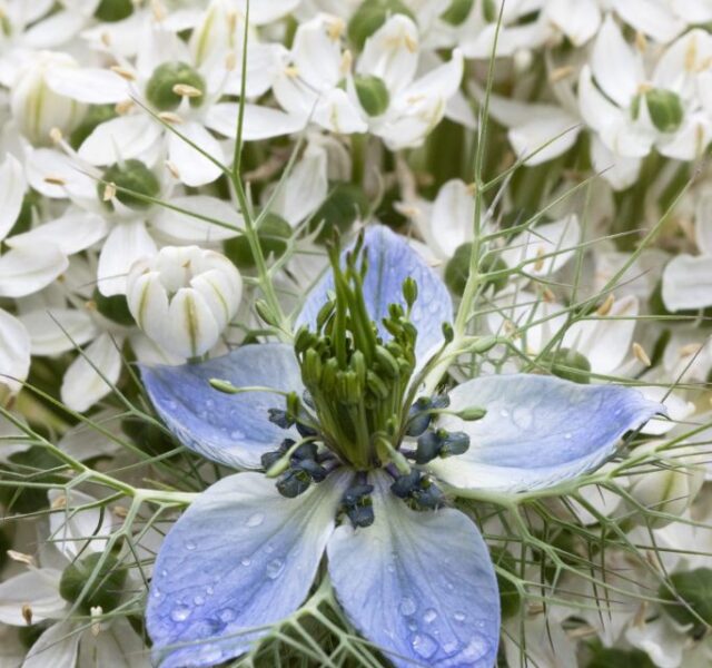 Photograph of a five petaled pale blue flower in front of many white flowers