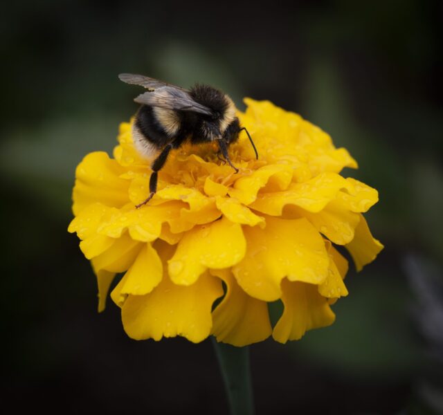 Photograph of a bumblebee sitting upon a yellow flower