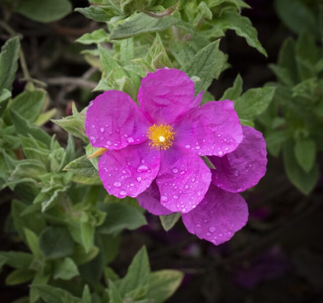 Two small pink/purple flowers with five petals and a yellow centre, in front of green foliage