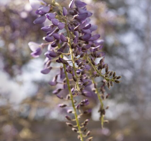 Photograph of a violet Wisteria flower spike, leading downward