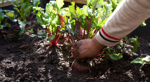 A hand holds a bunch of beetroot, as they are pulled from the ground